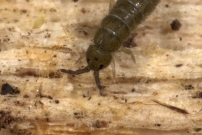 Un Collembole de 2 mm (Collembola - Isotomidae - Isotoma viridis)